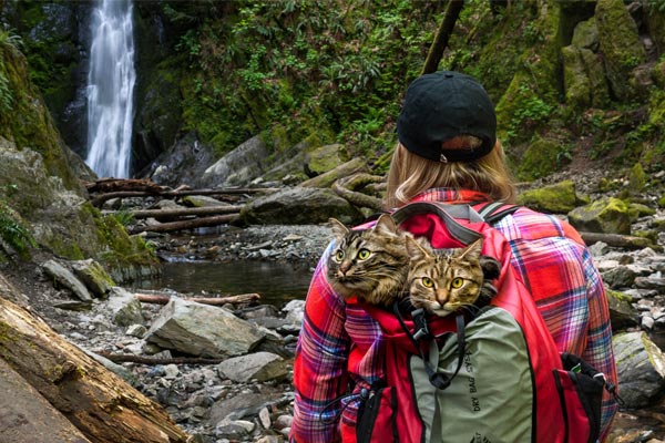 Hiking With Cats