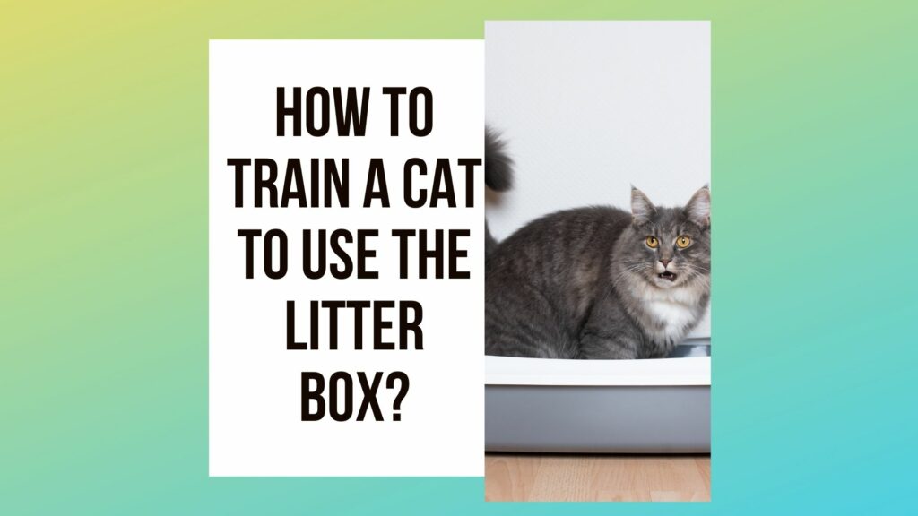 How To Train A Cat To Use The Litter Box