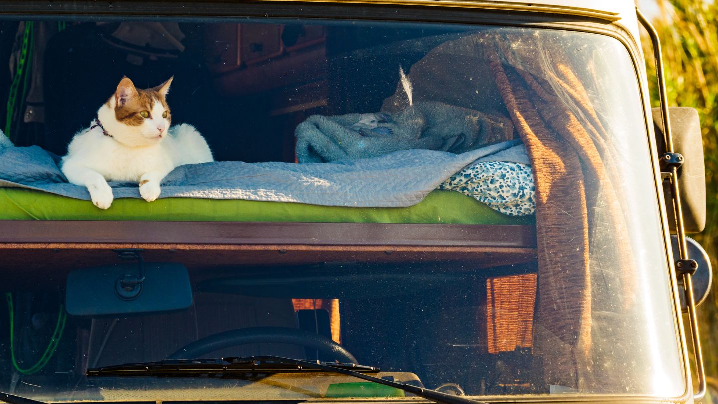 Road Tripping With Your Cat In Motorhome