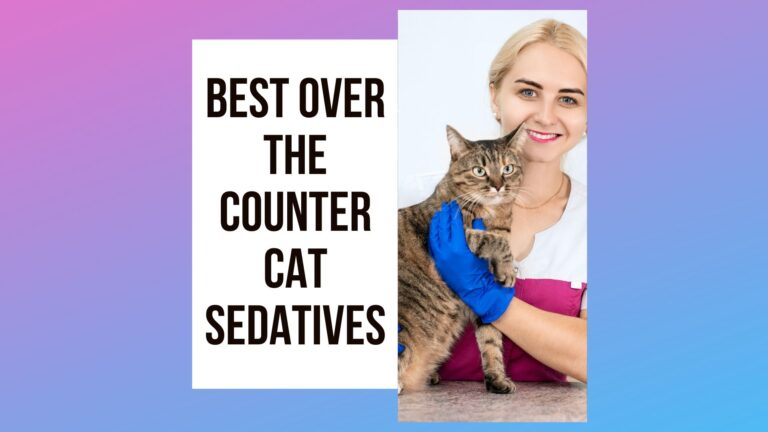 Need An Over The Counter Cat Sedative? Here Are Your Options