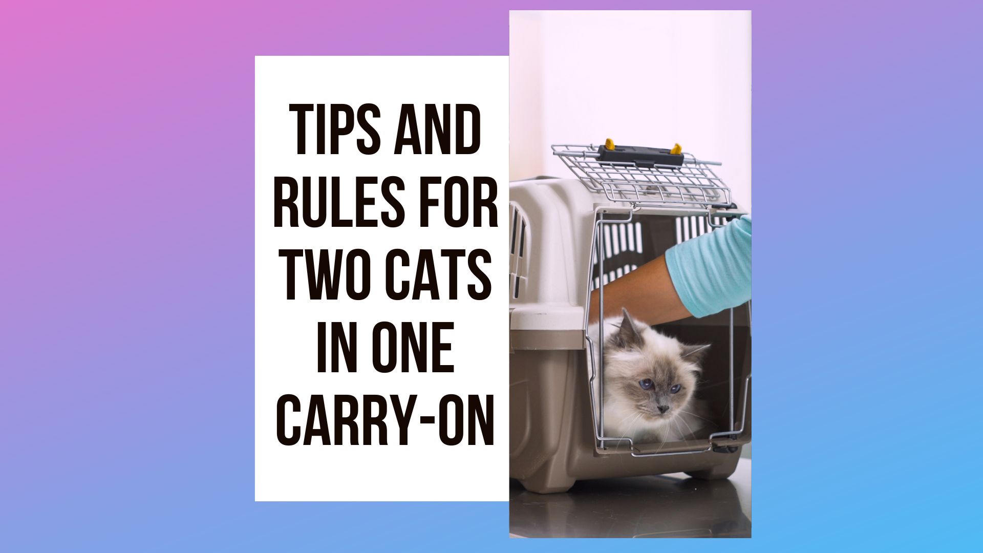 Tips and Rules for Two Cats in One Carry-On