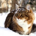 What Temperature Can Cats Tolerate