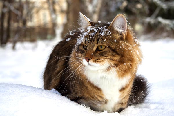 What Temperature Can Cats Tolerate