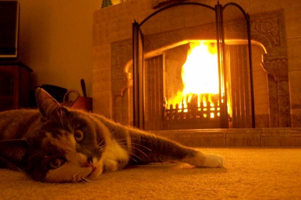 What Temperature Can indoor Cats Tolerate