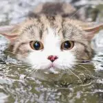 breeds of cats that like water