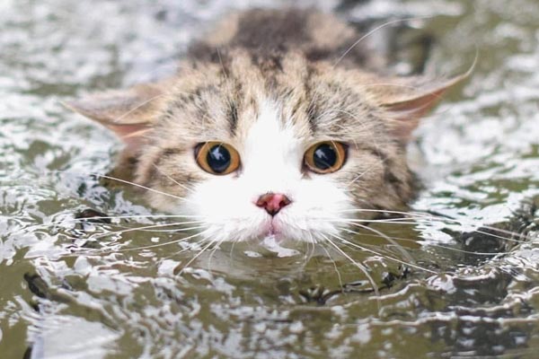 breeds of cats that like water