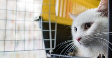 Need an Over the Counter Cat Sedative? Here Are Your ...