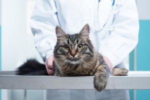 Top Facts You should Know About Cat Wound Healing Stages - Traveling