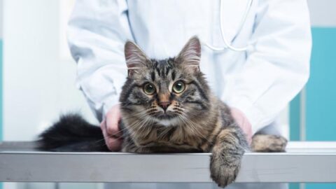 Top Facts You should Know About Cat Wound Healing Stages