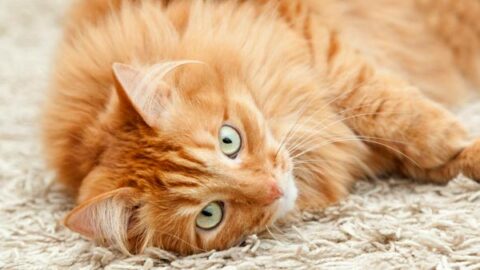 How to Clean Dried Cat Urine From Carpet? 2022 Review