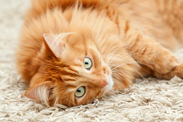 How to Clean Dried Cat Urine From Carpet? 2022 Review