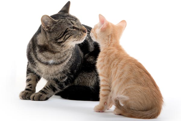 Cat to Cat 101 – Keeping the Feline Peace During Introductions