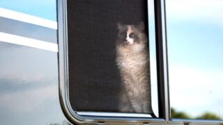 Enjoy Richer RV Adventures with Your Favorite Feline Along - Traveling ...