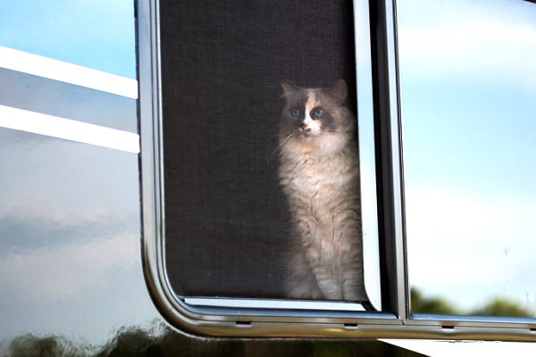 how to keep cats from escaping rv