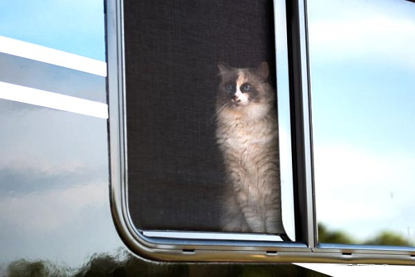 Enjoy Richer RV Adventures with Your Favorite Feline Along