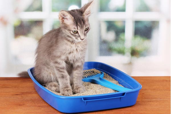 how to train a cat to use the litter box