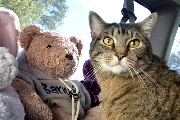 The Challenges and Rewards of Traveling With a Cat in a Van