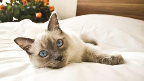 Can You Leave A Cat Alone In A Hotel Room?