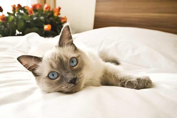 Can You Leave A Cat Alone In A Hotel Room?
