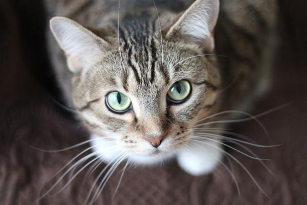 shock collar for cats to stop meowing