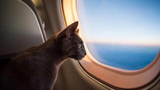 what airlines allow cats to fly in cabin