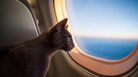 What Airlines Allow Cats to Fly in Cabin