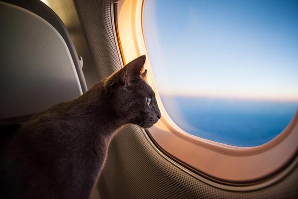 what airlines allow cats to fly in cabin