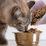 when to stop feeding cat before flight