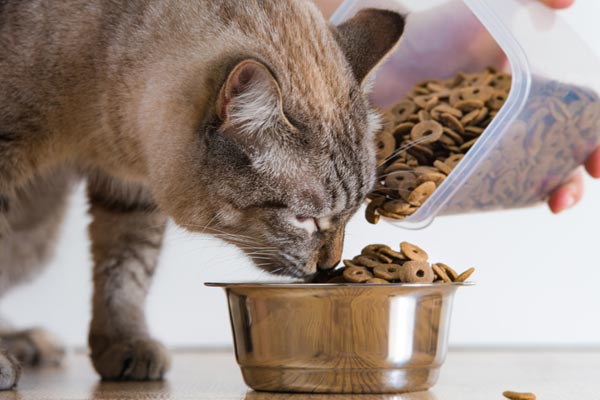 when to stop feeding cat before flight