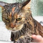 why are cats afraid of water