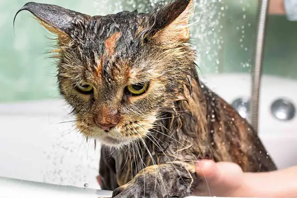 Why Cats Are Afraid of Water The Theories You Need to Know Traveling