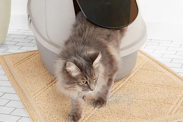 AmazonBasics Hooded Cat Litter Box