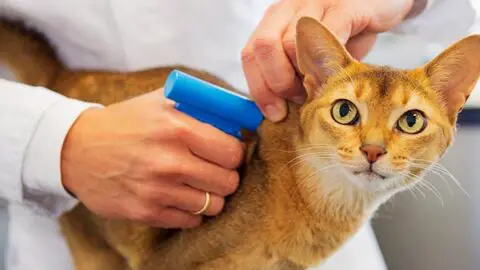 Should I Microchip My Cat? What you Need to Know to Decide if Your Cat Needs One