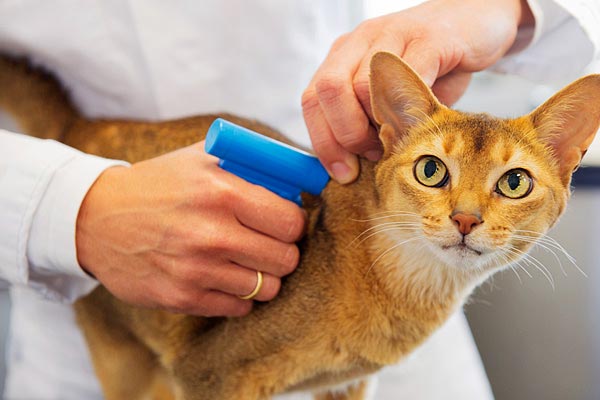 How Much Does It Cost To Microchip My Cat CatWalls