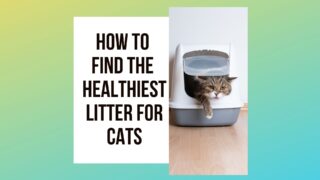 Healthiest Litter For Cats