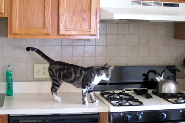 How to Keep Cats Off Counters