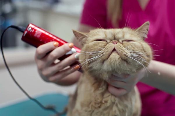 can you shave a cat with human clippers