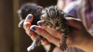 can you touch newborn kittens