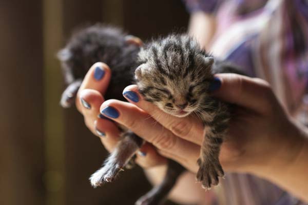 What’s the Best Way To Handle Newborn Kittens?