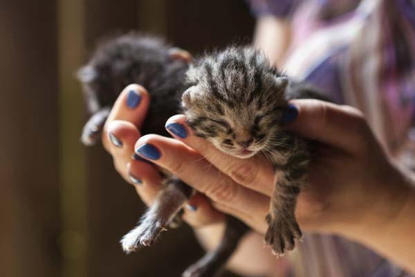 what do you do with newborn kittens