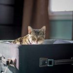 moving overseas with cats