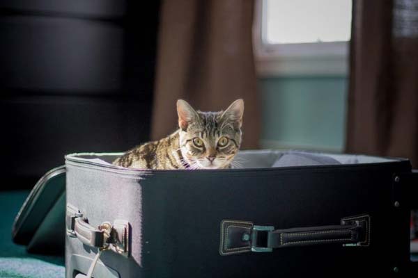 Overseas Kitty Travel: What To Do and How to Deal with Problems