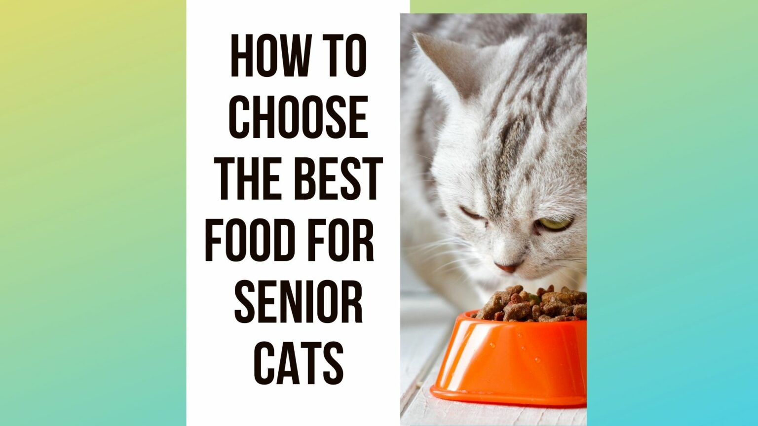 5 Best And Healthiest Food For Your Senior Cat Traveling With Your Cat