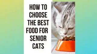 Best And Healthiest Food For Your Senior Cat