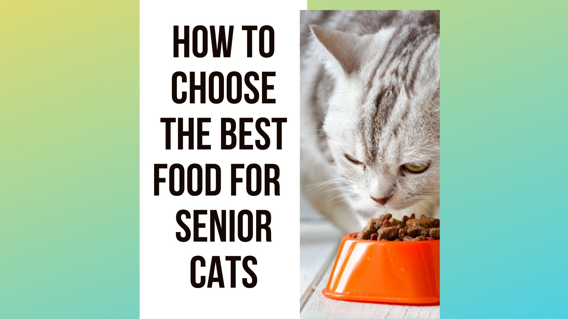 Best And Healthiest Food For Your Senior Cat