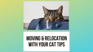 Moving and Relocation with Your Cat