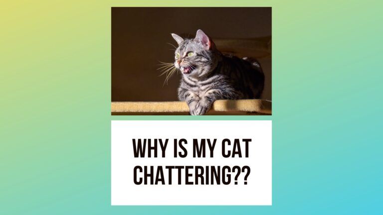 Cats Are Supposed To Meow. Why Is My Cat Chattering?