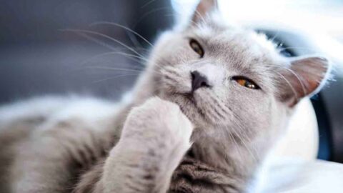 Meow-Meow: Guide to Understanding How Cats Think?