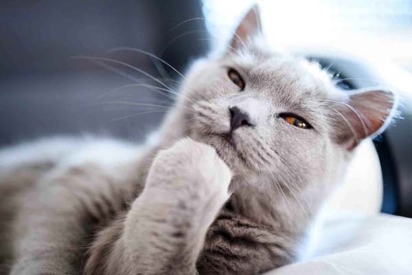 Meow-Meow: Guide to Understanding How Cats Think?