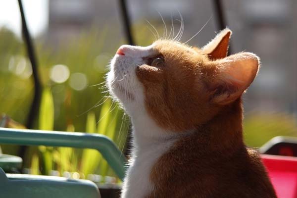 Beating the Summer Heat: How Temperatures Affect Your Cat’s Health